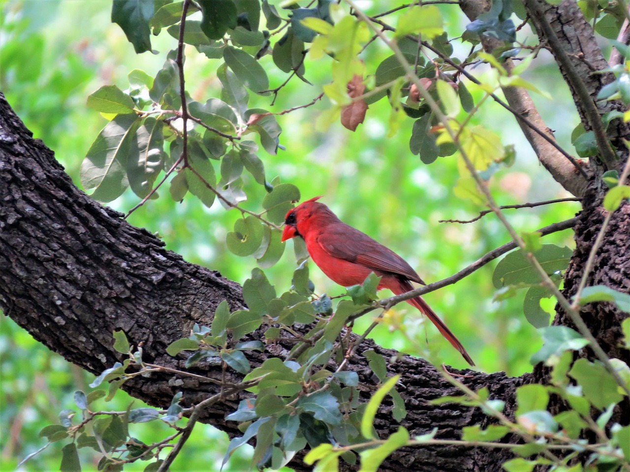 tree red bird leaves free photo