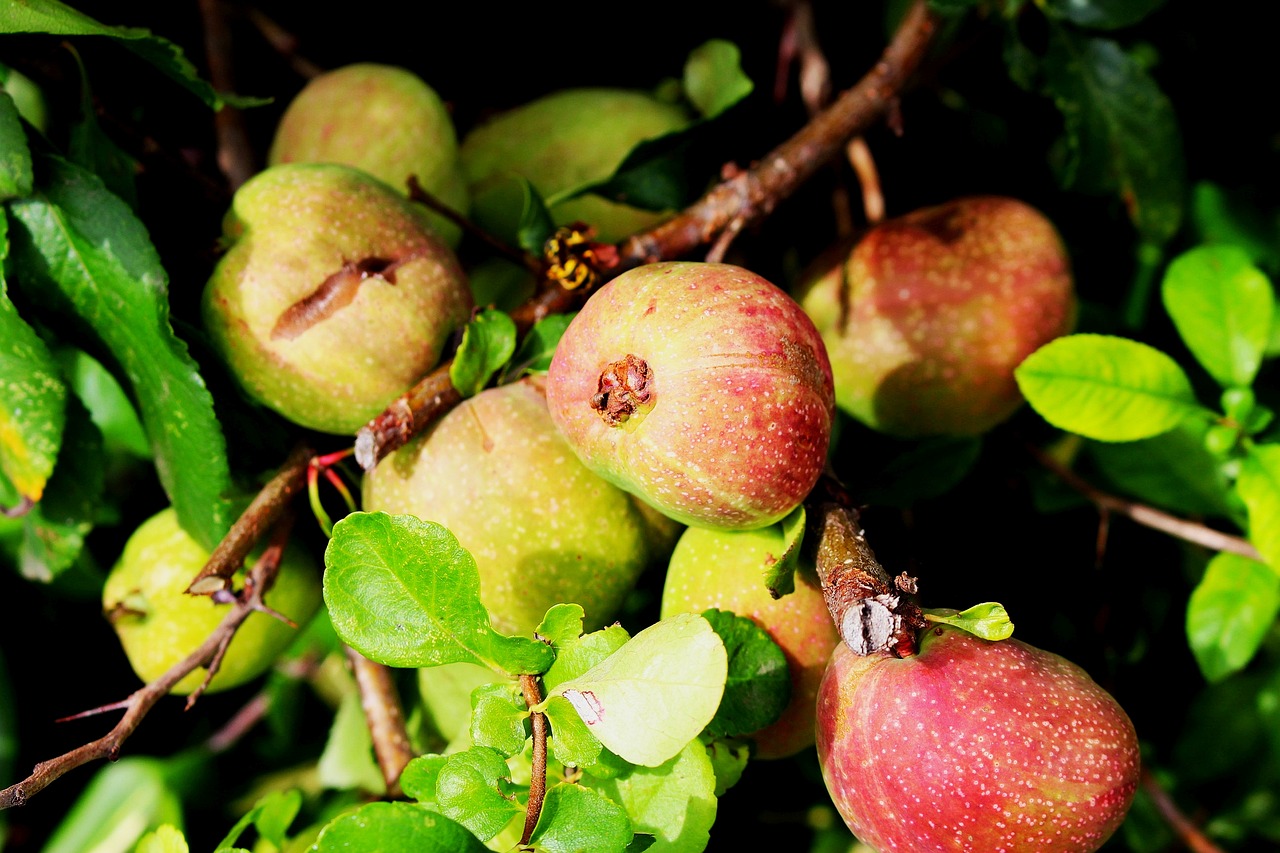 tree apple apples free photo