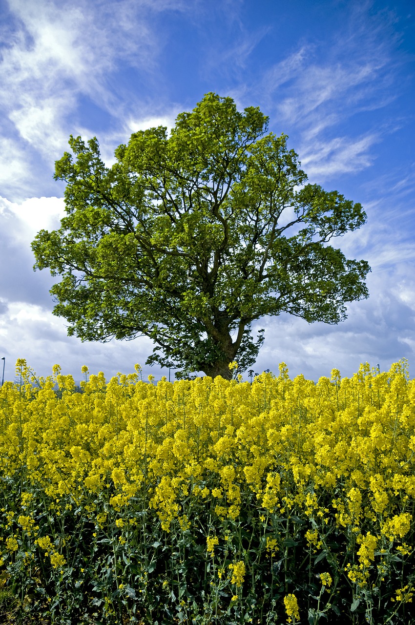 tree field scotland free photo