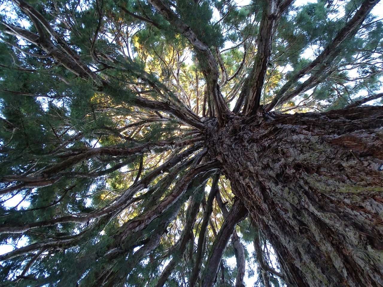 tree mamut tree tree branches free photo