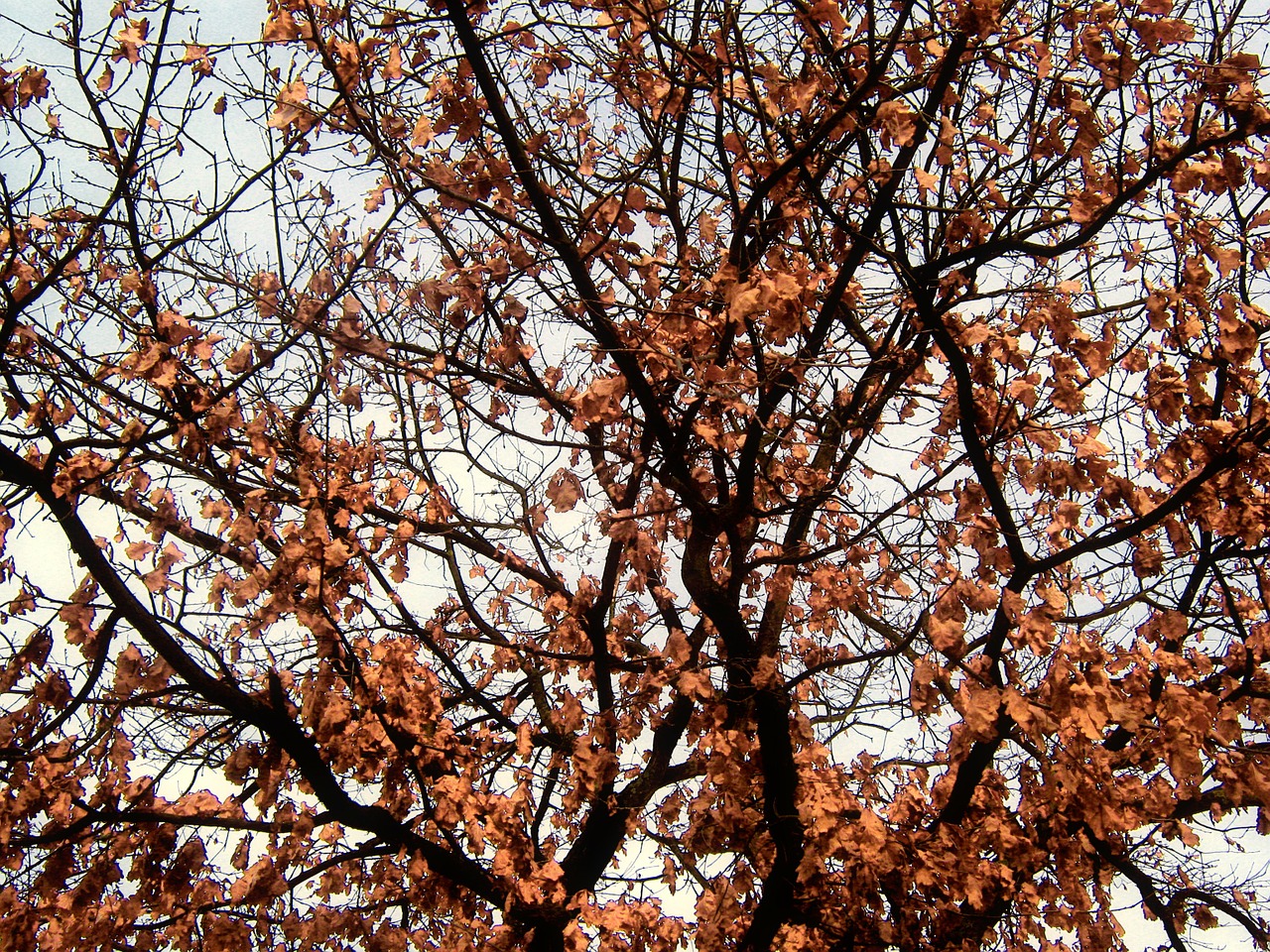 tree branch branches free photo