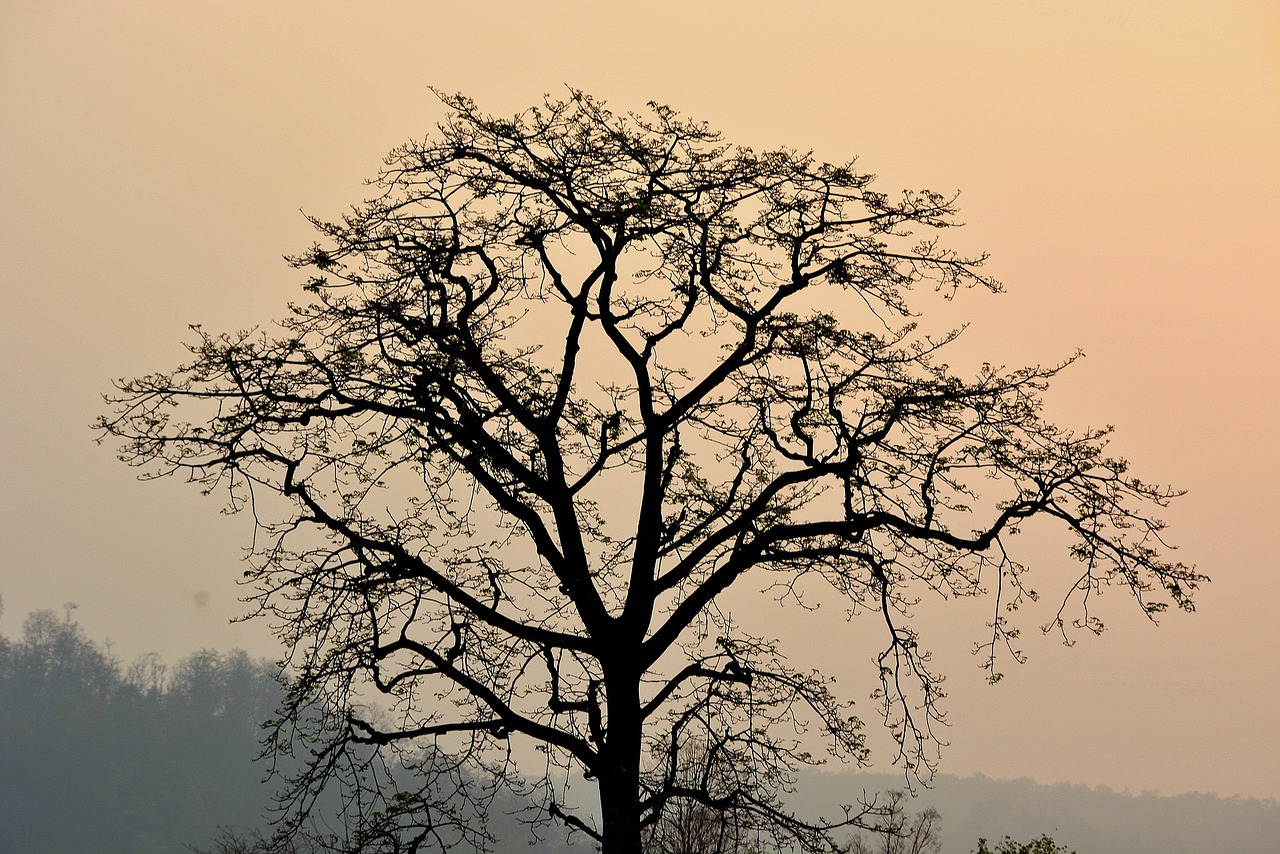 tree branches plant free photo