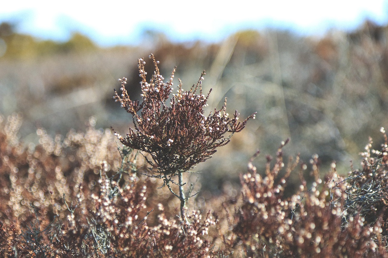 tree plant bokeh free photo