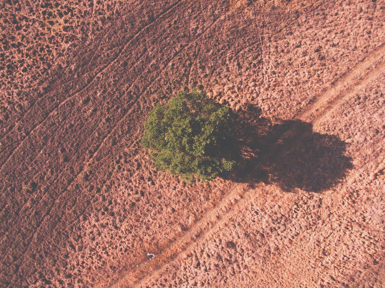 tree plant nature free photo