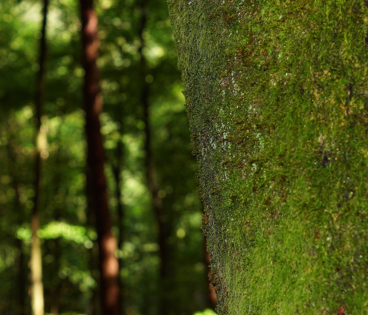 tree foam trunk free photo