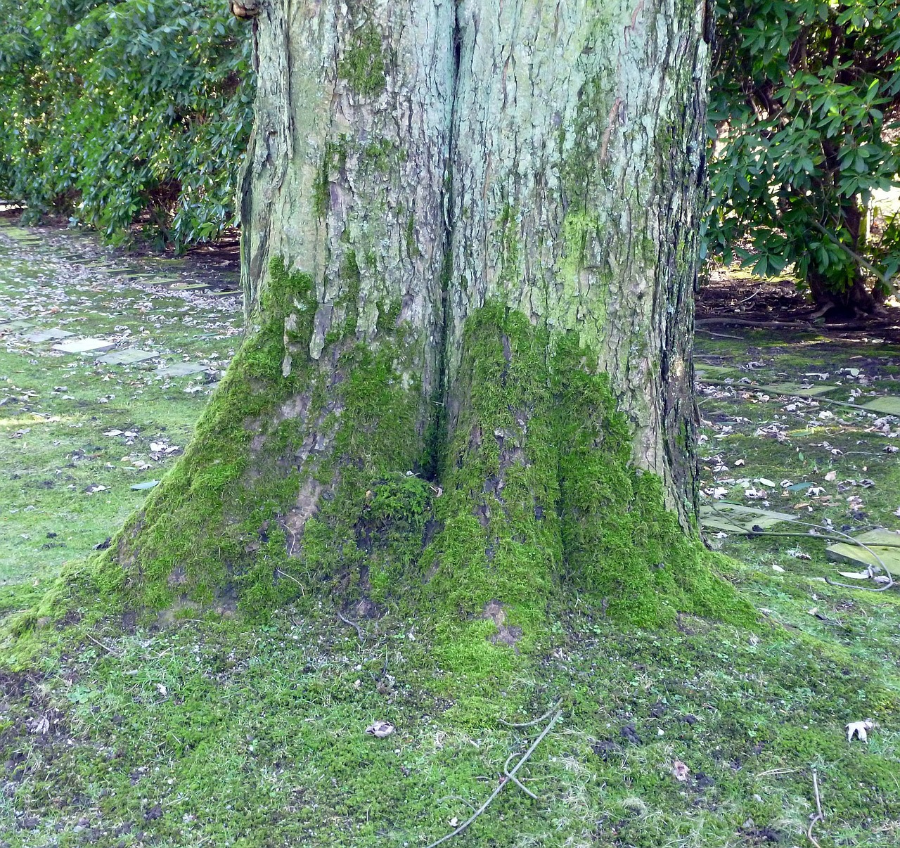 tree moss bark free photo