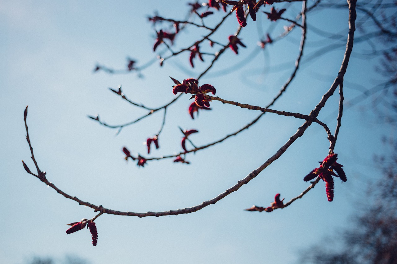 tree branch plant free photo