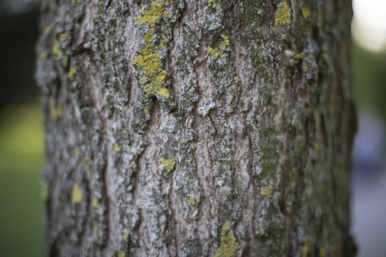 tree plant wood free photo