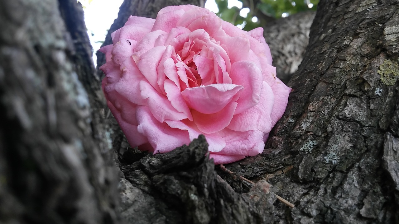 tree pink rose blossom free photo