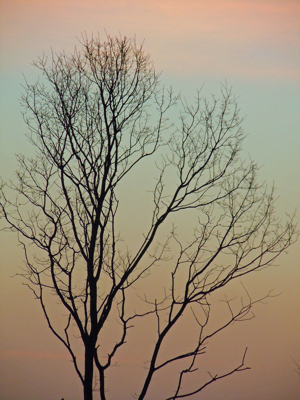 tree log silhouette free photo