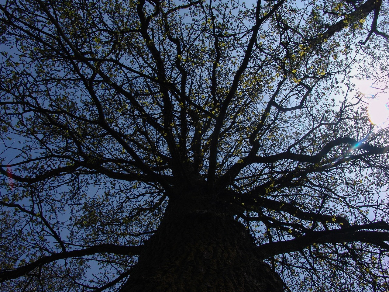 tree sky branches free photo