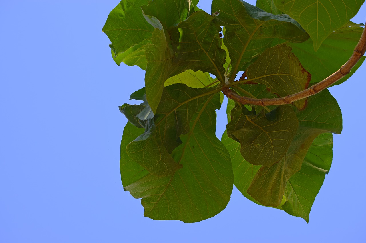 tree sky nature free photo