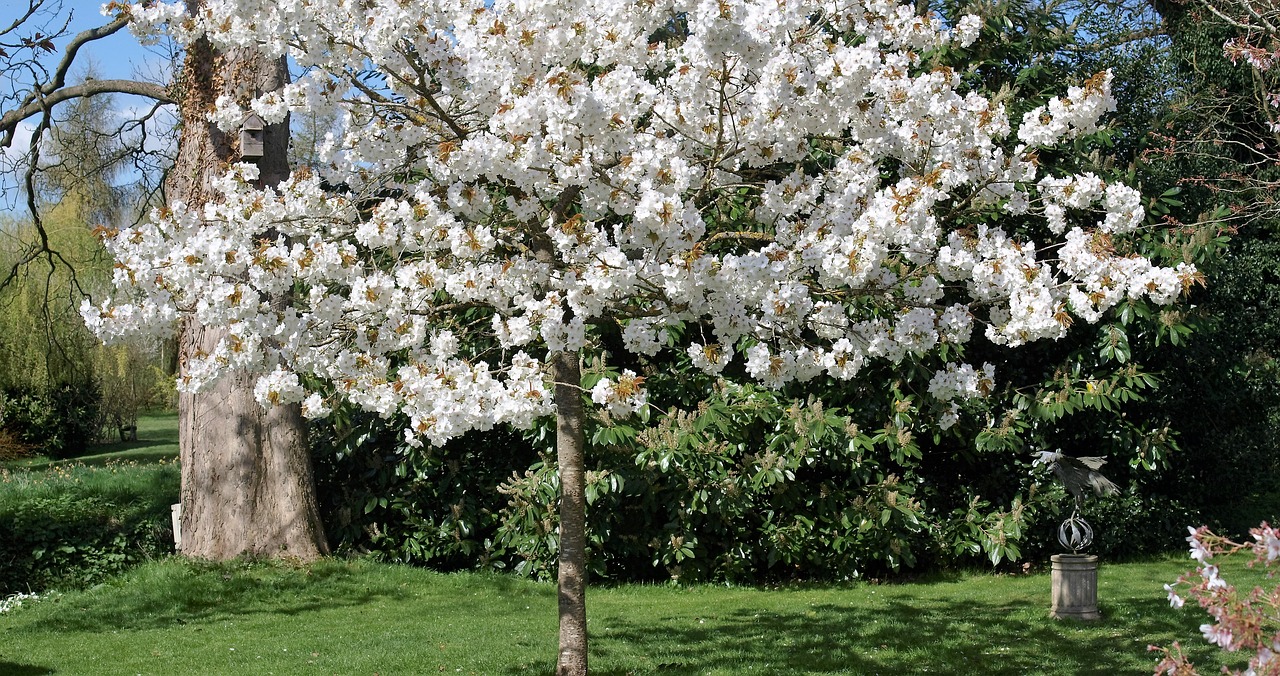 tree blossom garden free photo