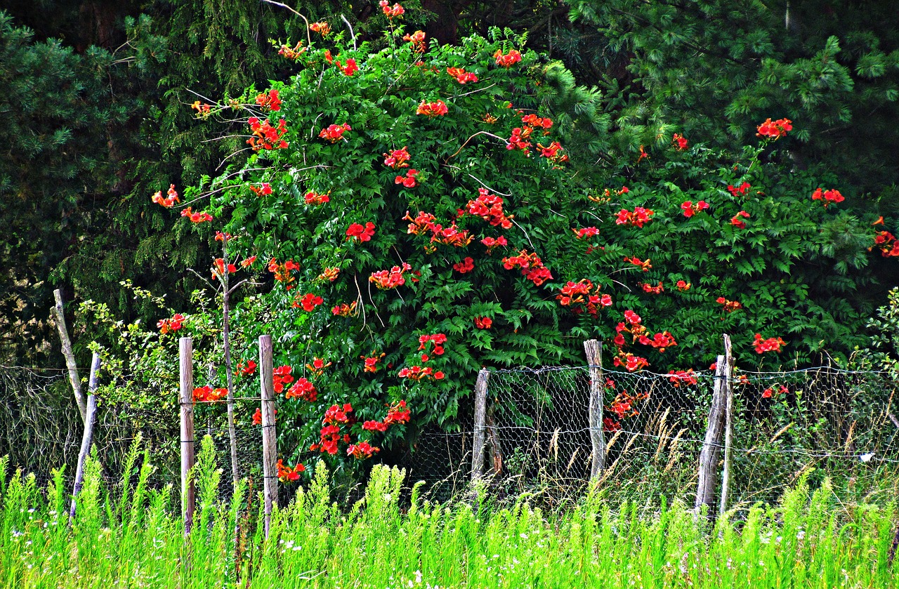 tree bush flowering free photo