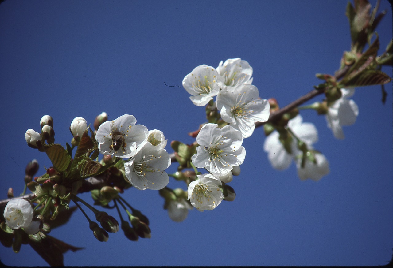 tree cherries spring free photo