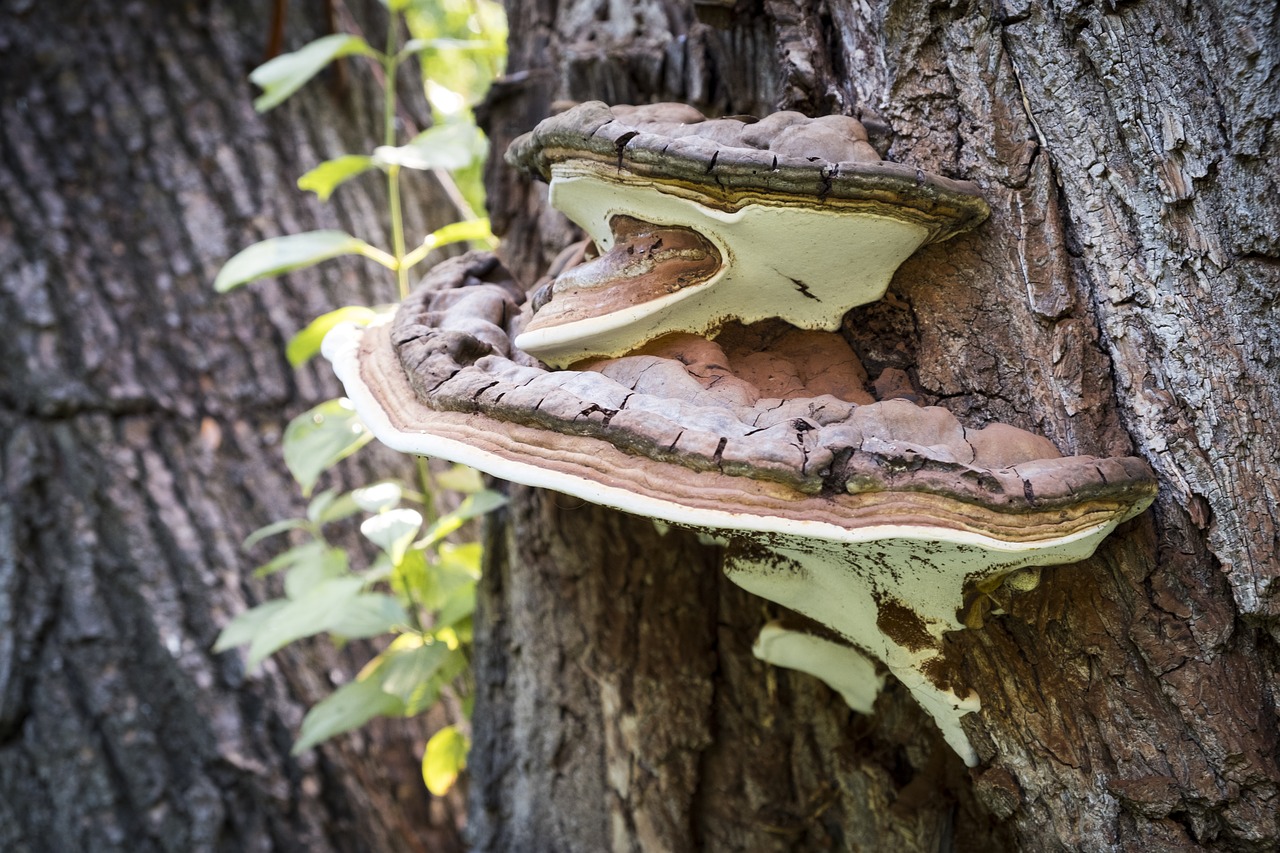 tree mushroom tree fungus free photo