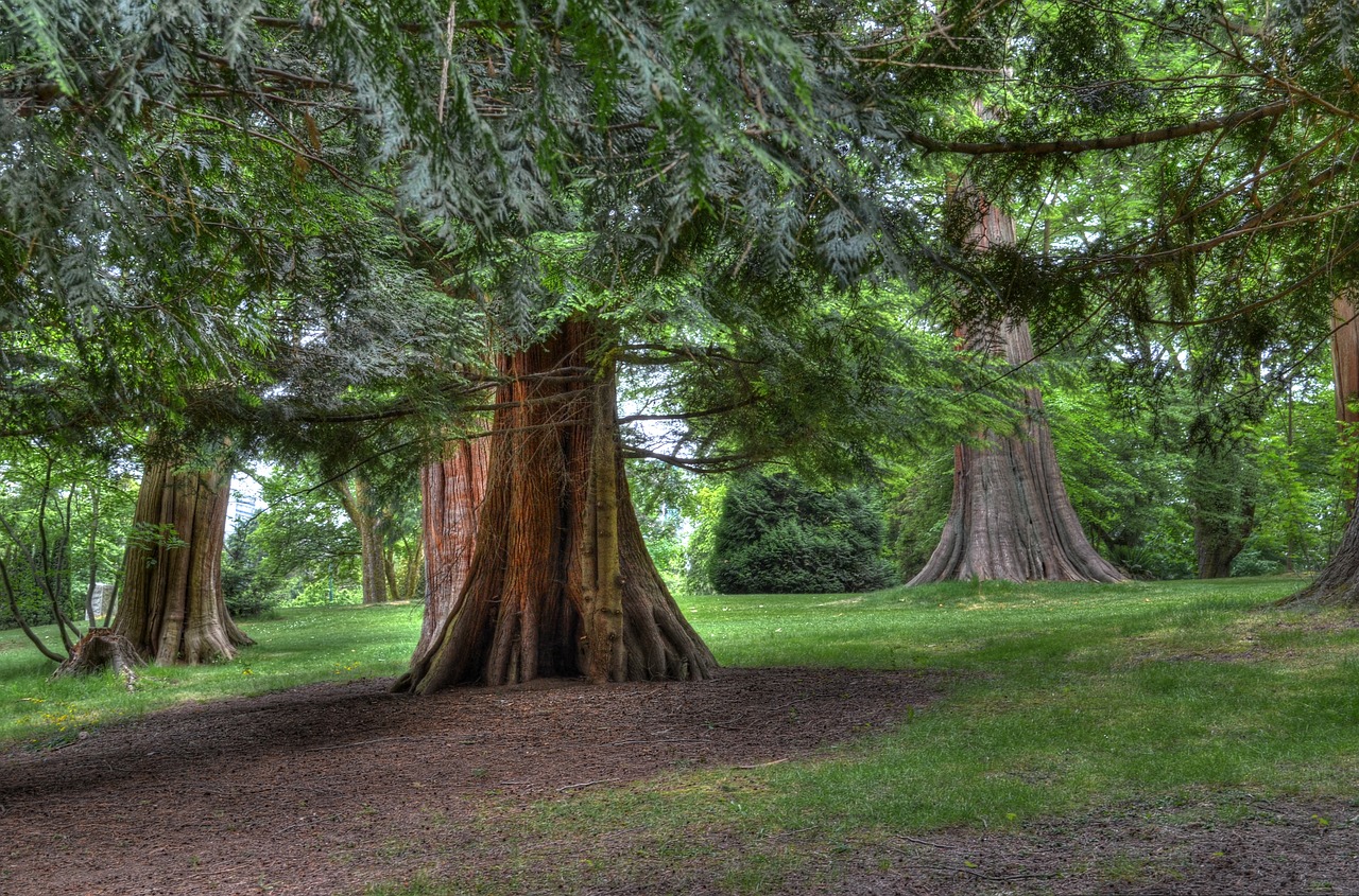 tree trail forest free photo