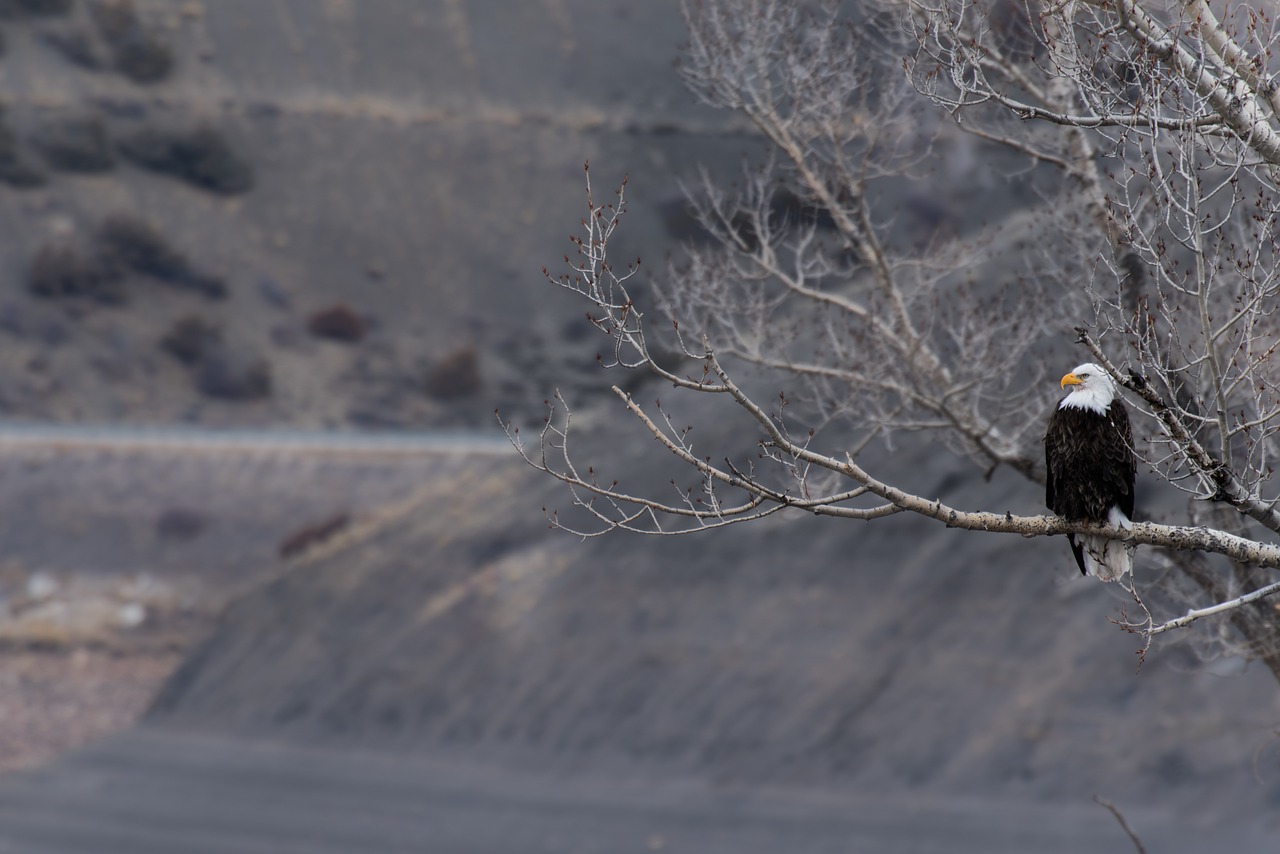 tree branch plant free photo