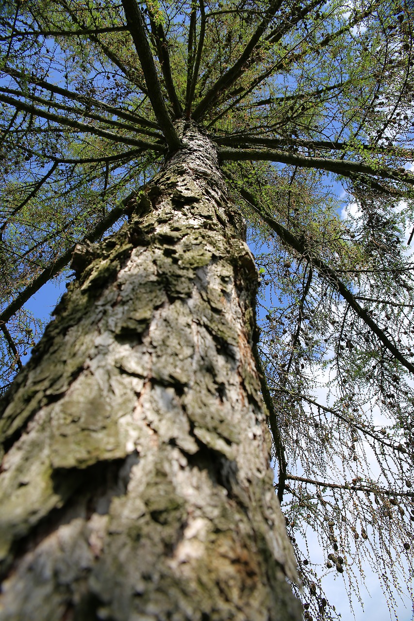 tree branch wood free photo