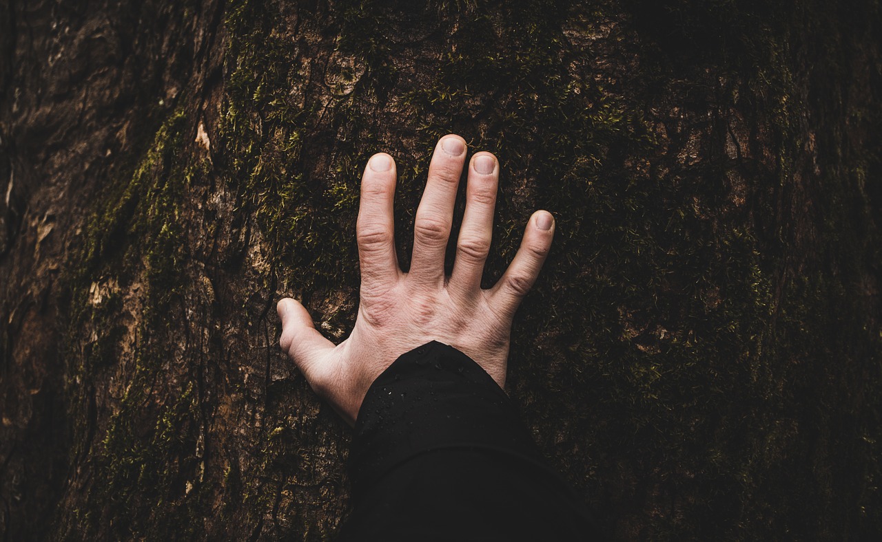 tree plant hand free photo