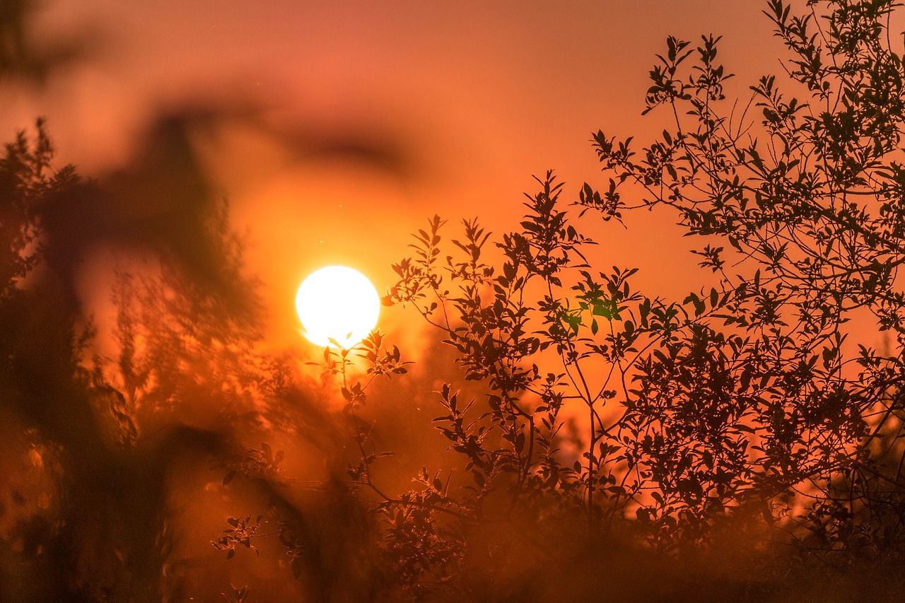 tree plant branch free photo