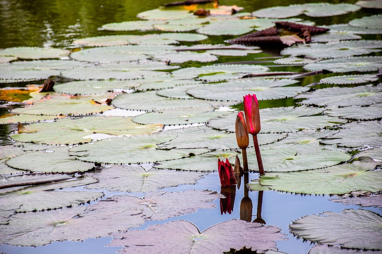 tree nature lotus free photo