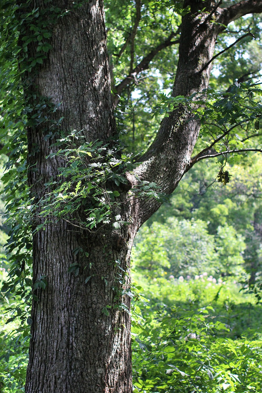 tree forest arboretum free photo