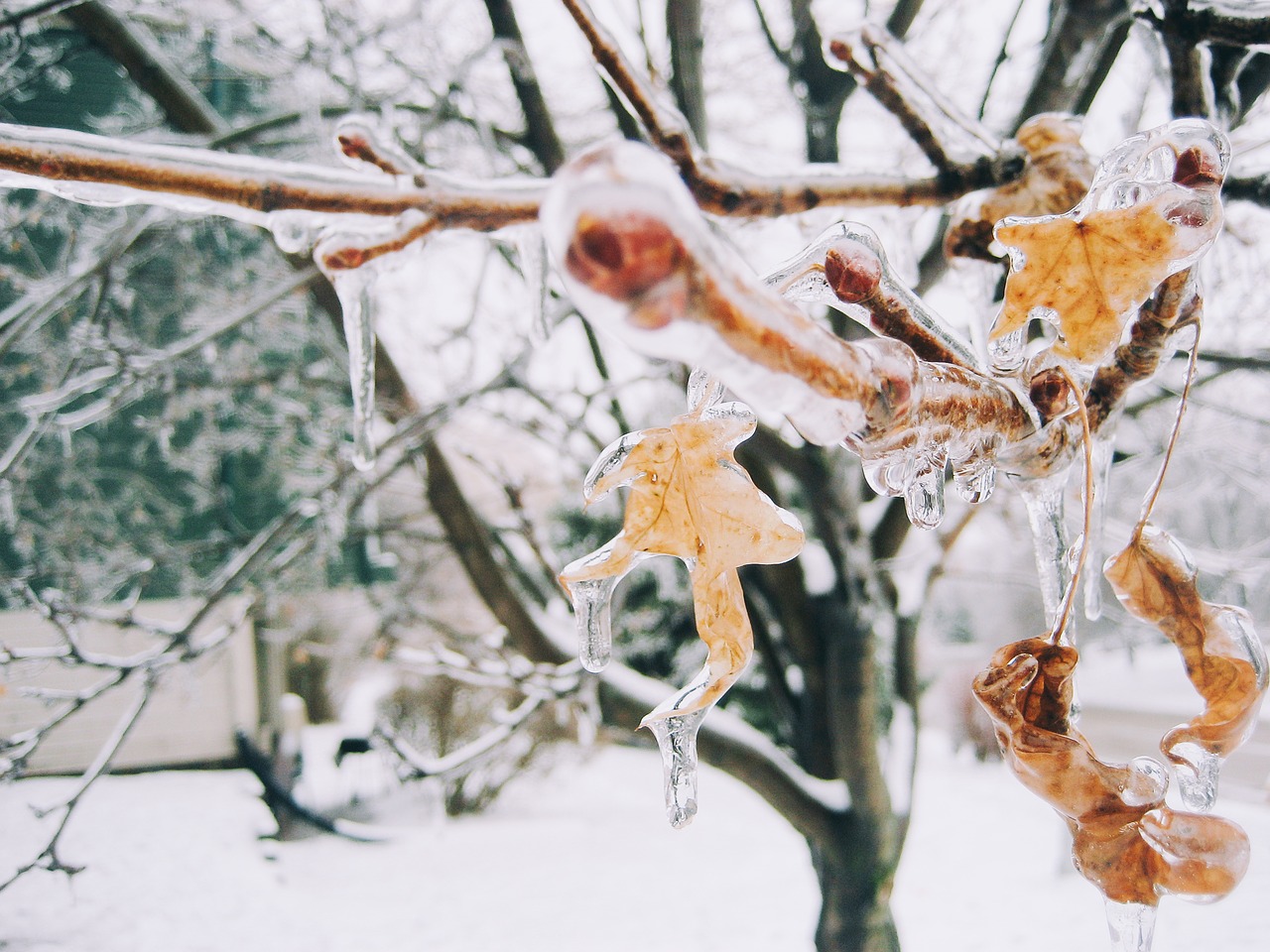 tree plant branch free photo