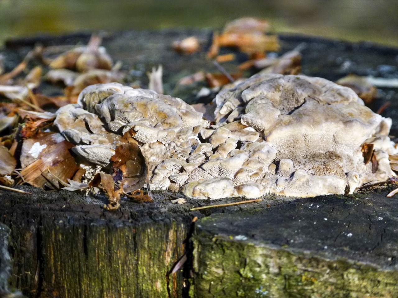 tree stump fungus free photo