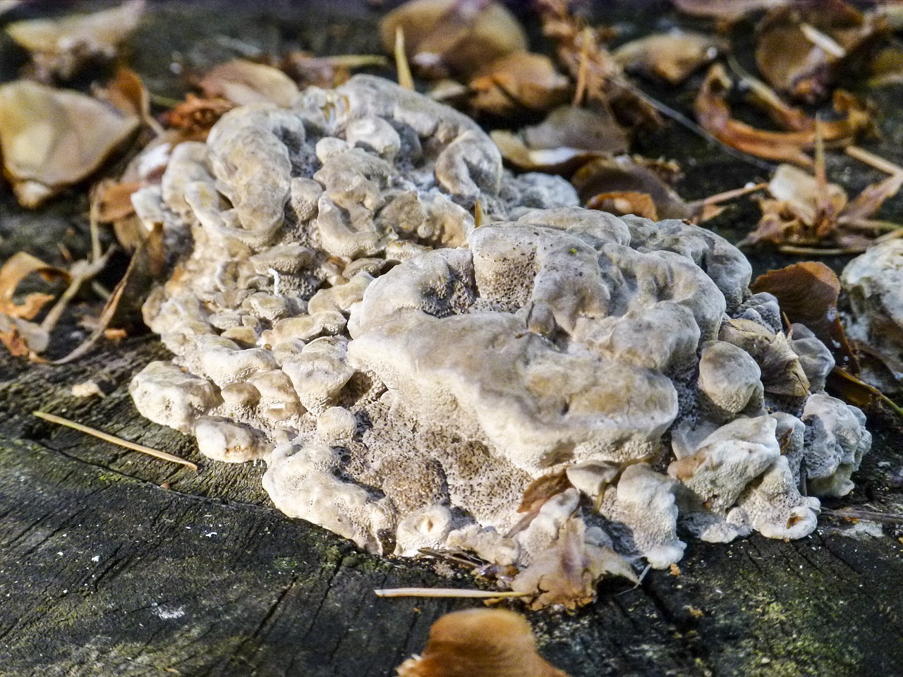 tree stump fungus free photo