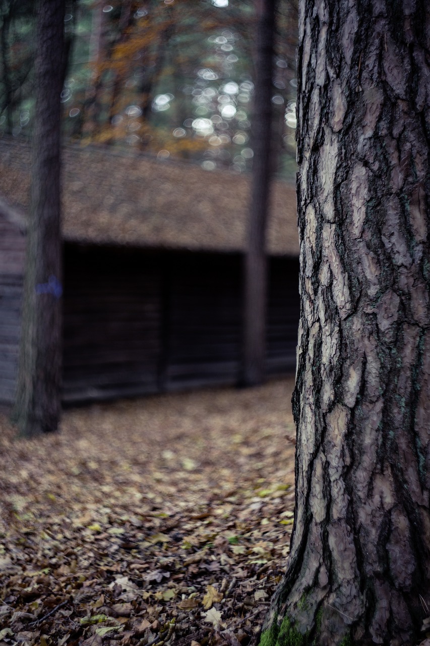 tree plant nature free photo