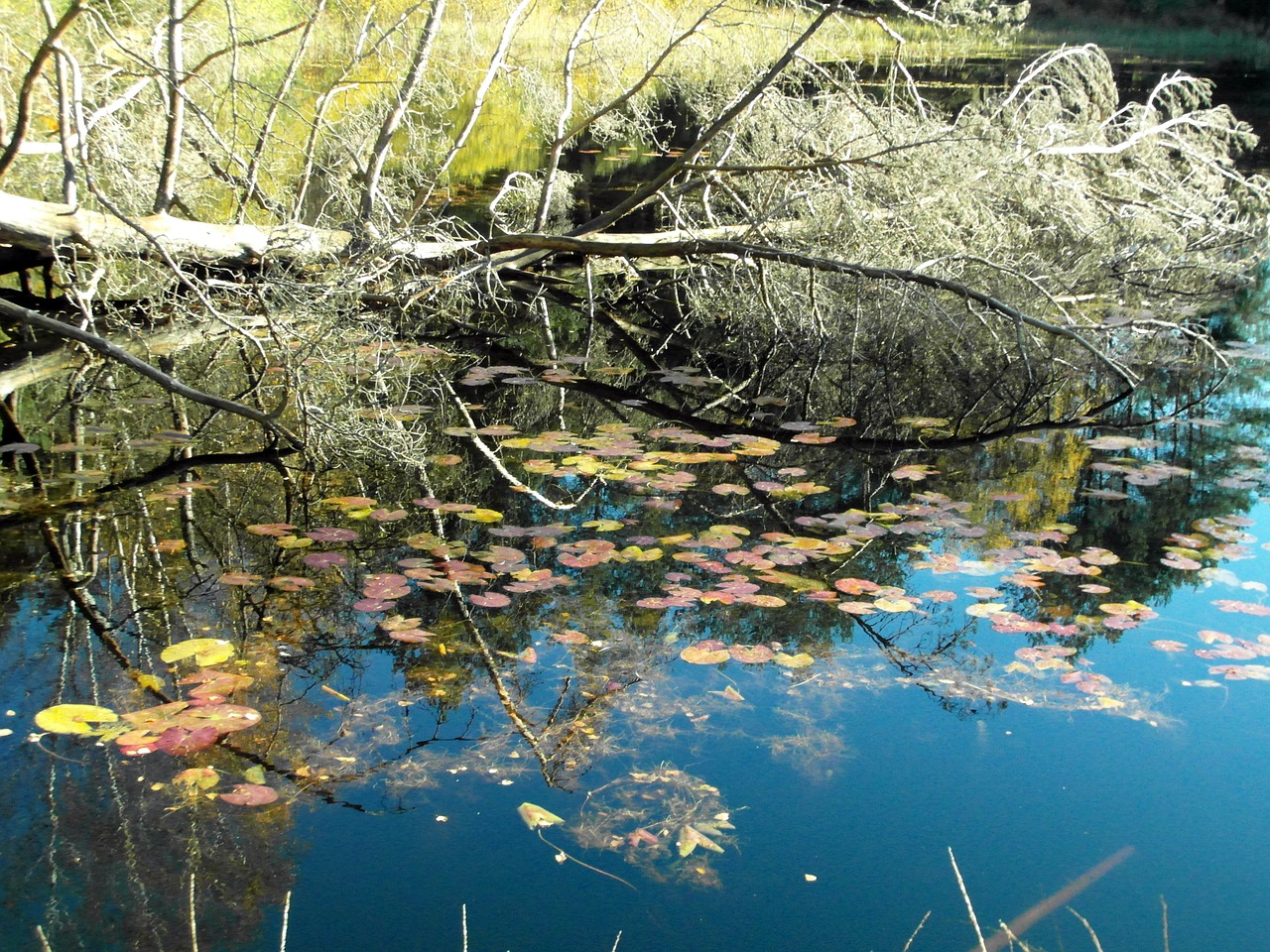 tree pond mirroring free photo