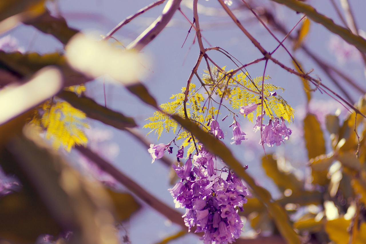 tree branch plant free photo