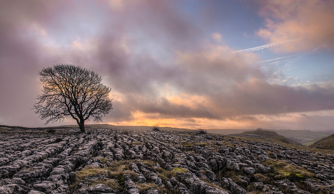 tree plant field free photo