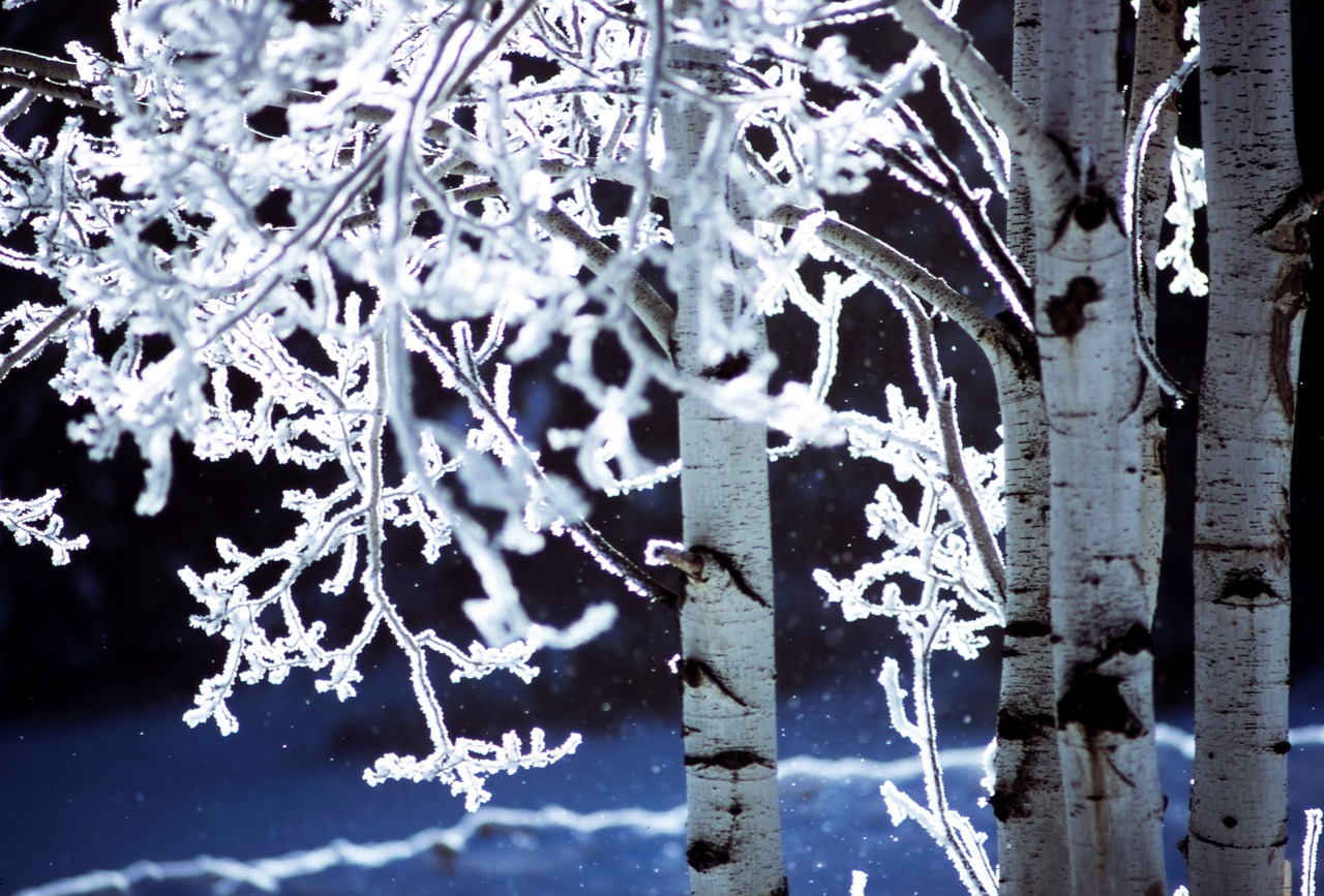 tree branch plant free photo