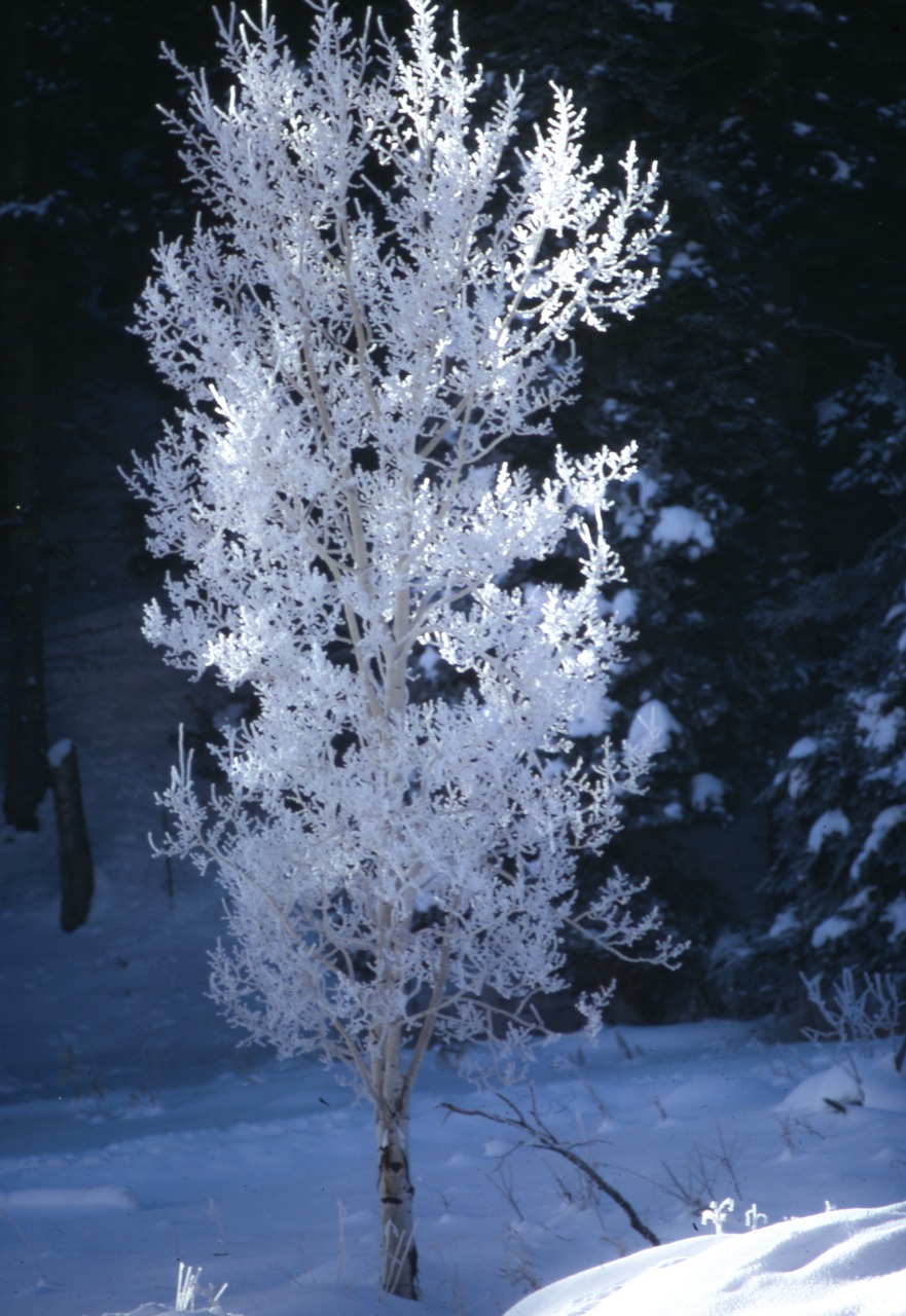 tree plant nature free photo