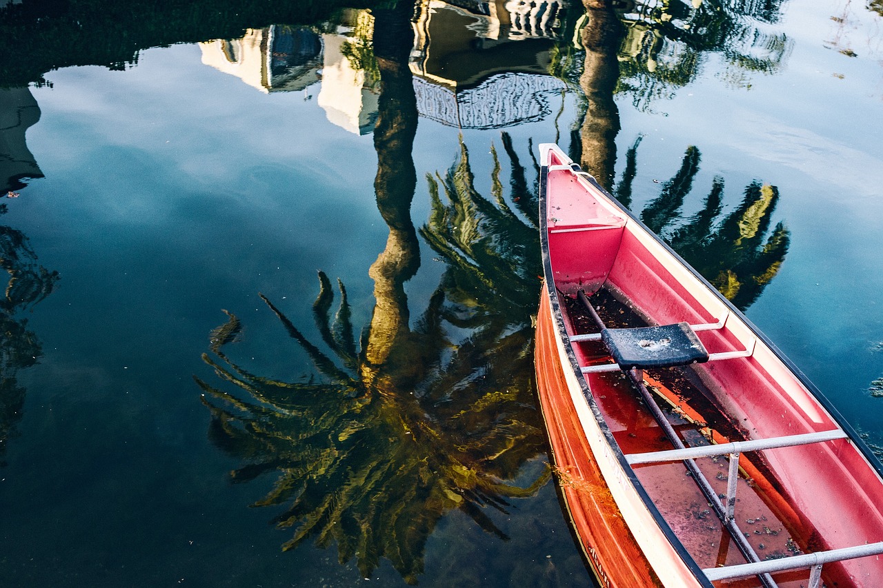 tree plant boat free photo