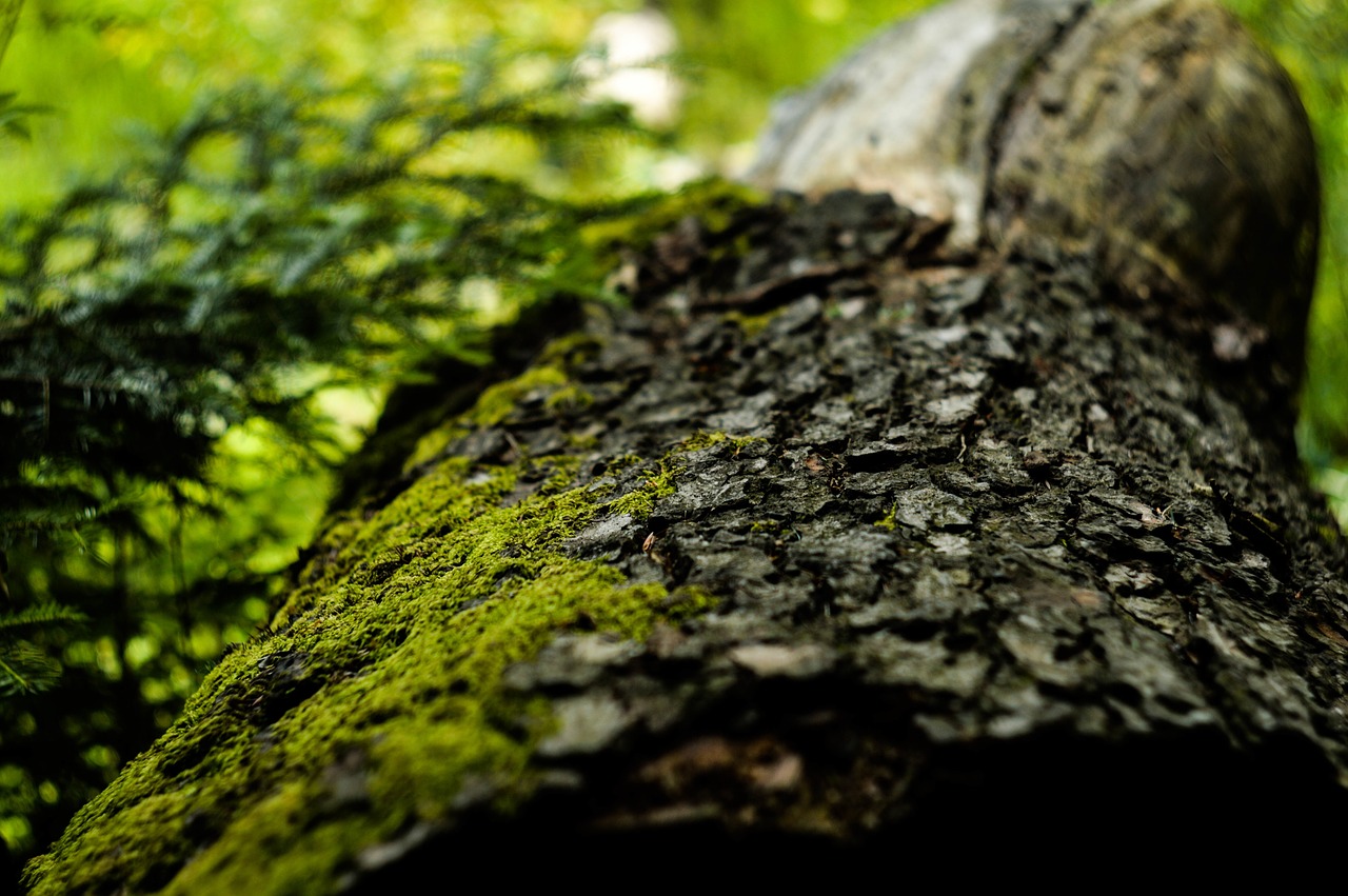 tree plant nature free photo