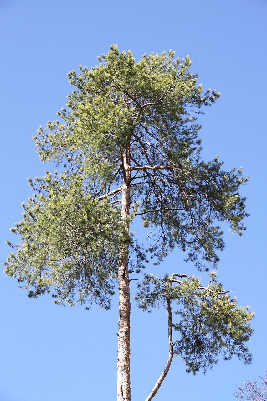 tree forest branches free photo