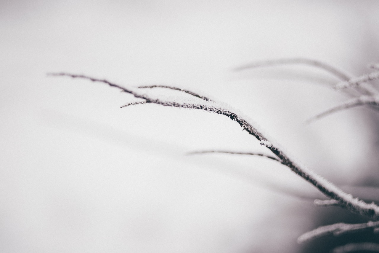 tree branch snow free photo