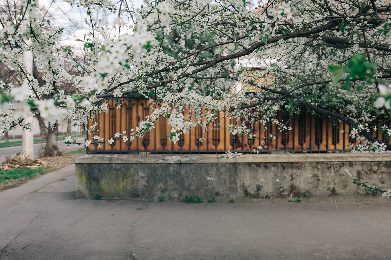 tree flower branch free photo