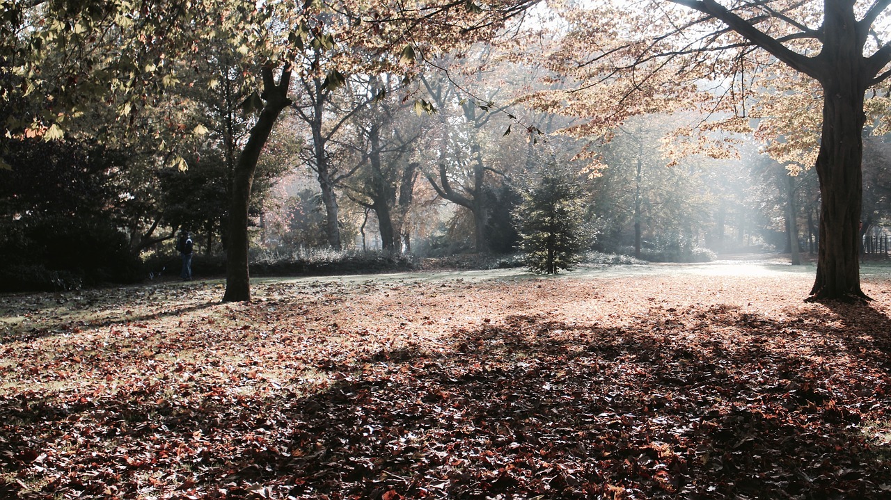 tree plant forest free photo