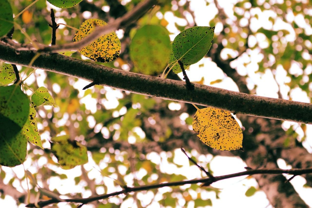 tree leaf branch free photo