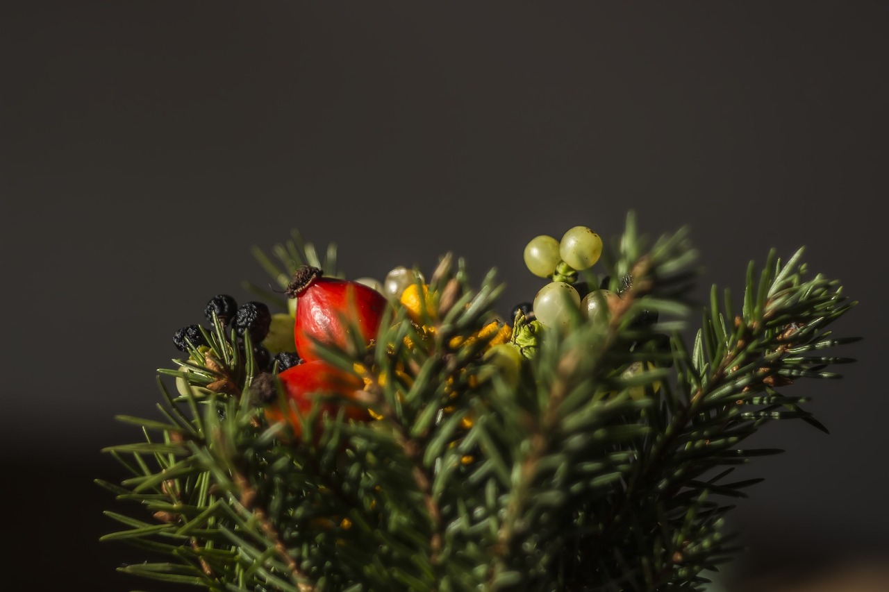 tree plant red free photo