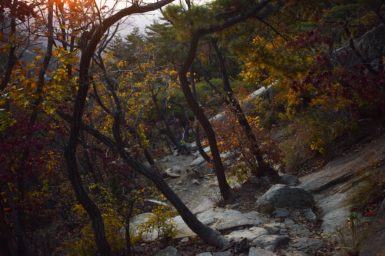 tree plant rock free photo