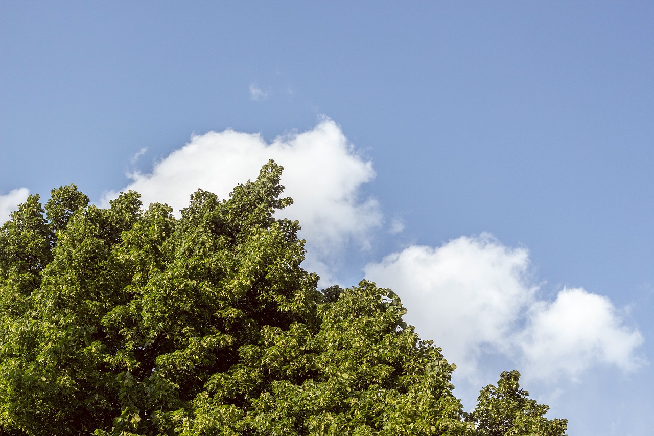 tree plant blue free photo