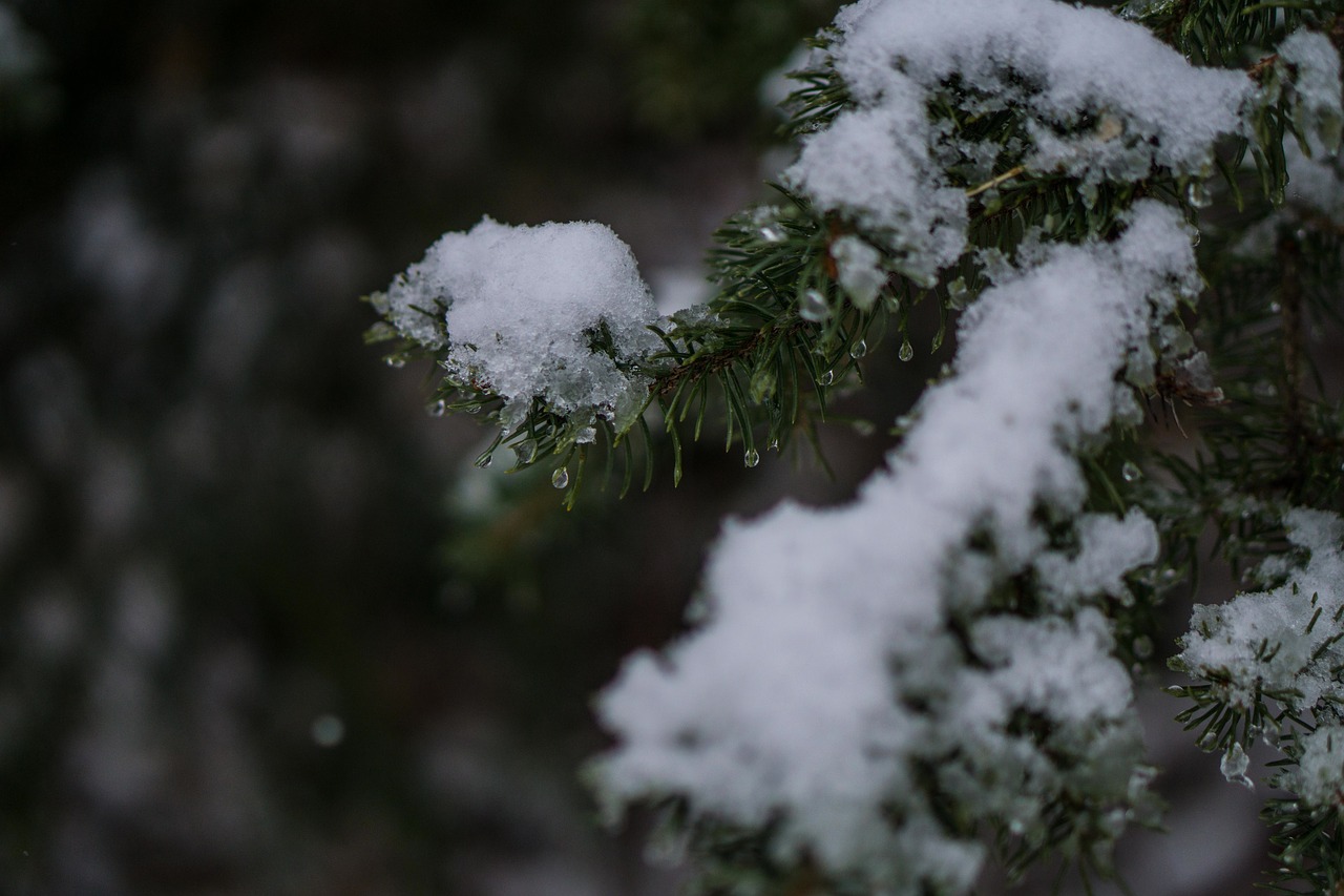 tree plant nature free photo