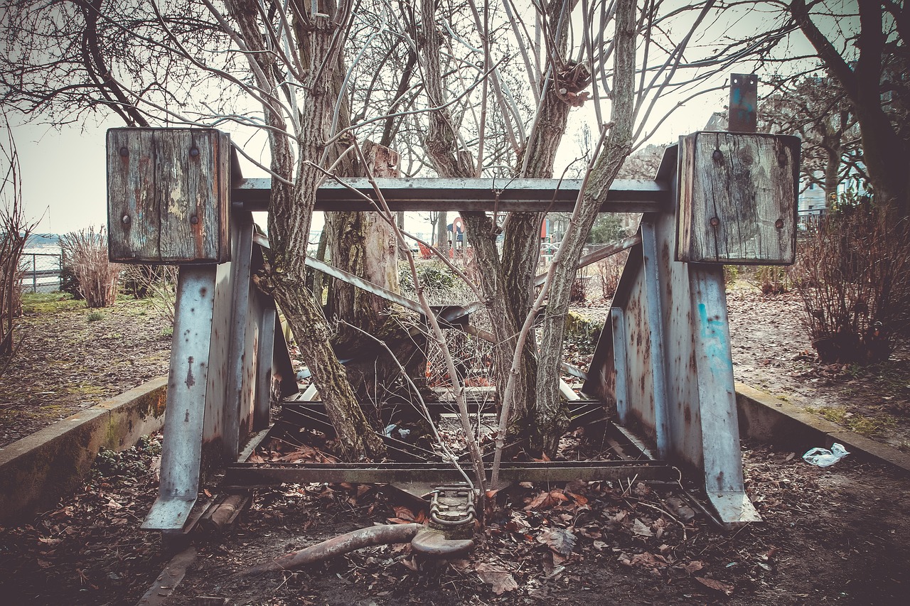 tree plant wood free photo