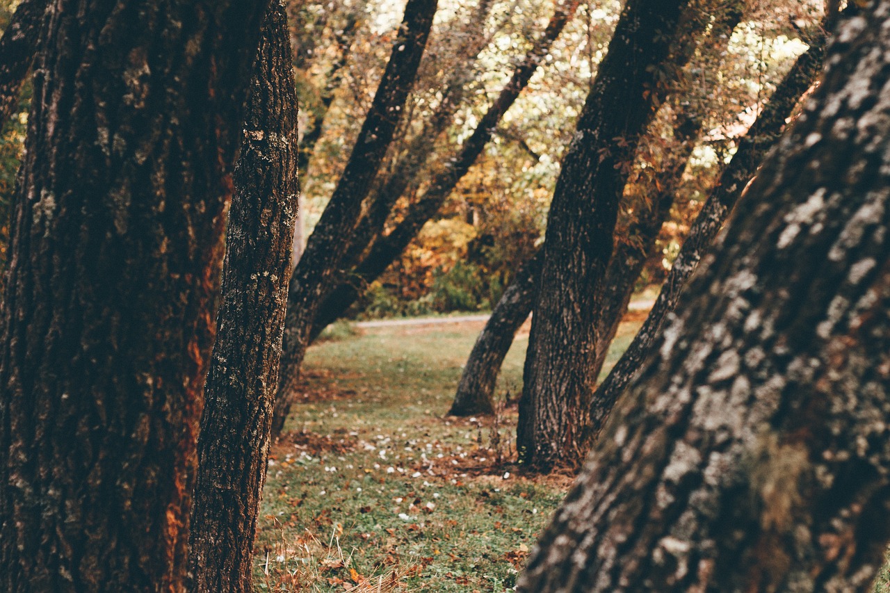 tree plant nature free photo