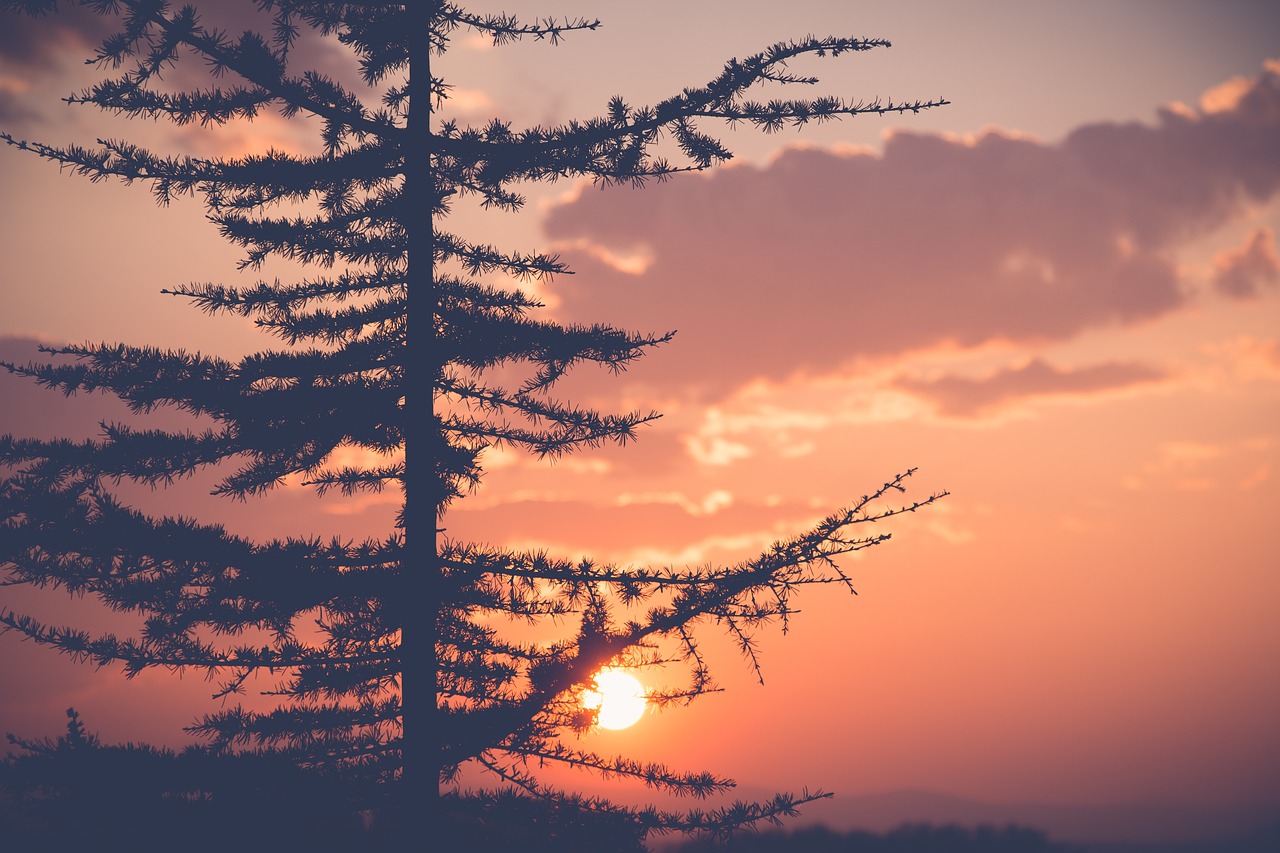 tree plant nature free photo